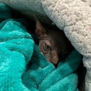 Meet your Posher, Kay